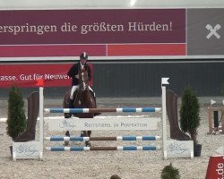 jumper Eros van het Gestel (Belgian Warmblood, 2004, from Nonstop)