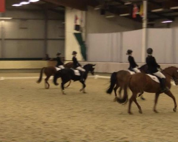 dressage horse Biskitt (German Riding Pony, 2009, from Boss jun.)