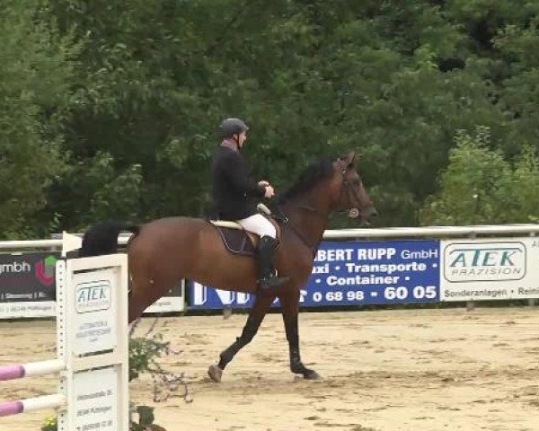 Springpferd Connery 38 (Holsteiner, 2008, von Con Air)