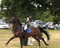 jumper Calimbo (Czech Warmblood, 2000, from Calettano)