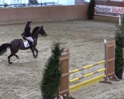 broodmare Chajenne 8 (Westphalian, 2008, from Collin L)