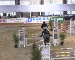 jumper Crissu 2 (Westphalian, 2008, from Cristallo I)