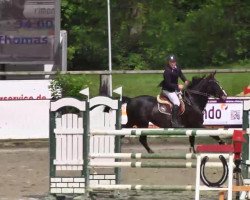 jumper Gahoko (Latvian Warmblood, 2007, from Gaultjers)
