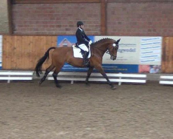 dressage horse Arizona 112 (Westphalian, 2004, from Acordplus)