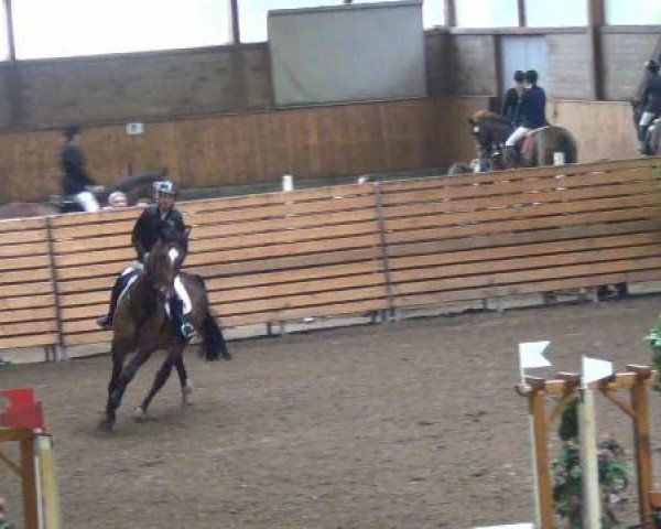 jumper Up to Date 63 (Hanoverian, 2007, from Uccello)