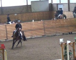 jumper Up to Date 63 (Hanoverian, 2007, from Uccello)