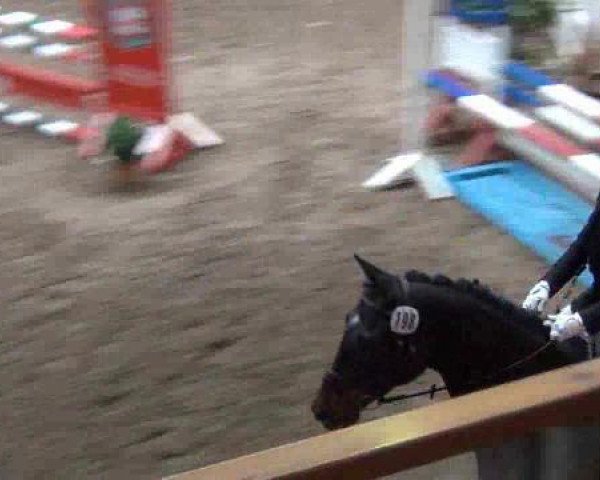 dressage horse Dumbledore K (German Sport Horse, 2006, from D'Amour 22)