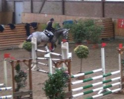 jumper Grenzhoehes Montmatre (German Warmblood, 2008, from Grenzhoes Montgomery)