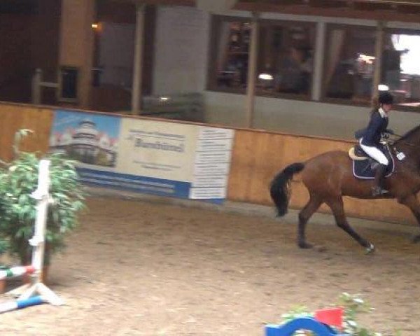 jumper Nektarry (Holsteiner, 2007, from Nekton)