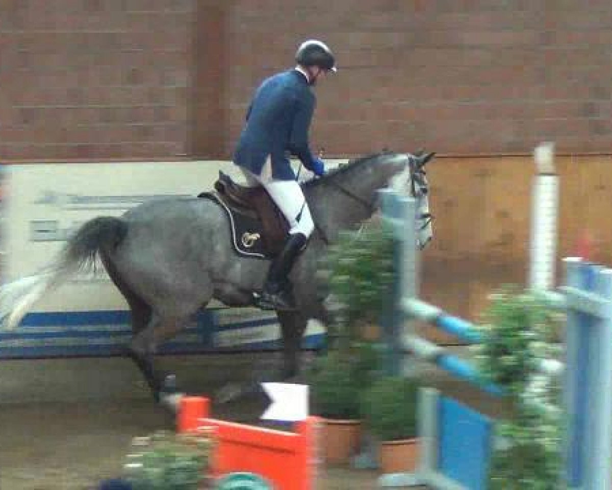 jumper Catch Me (Holsteiner, 2007, from Casiro I)