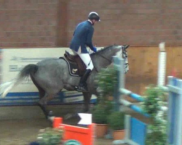jumper Catch Me (Holsteiner, 2007, from Casiro I)