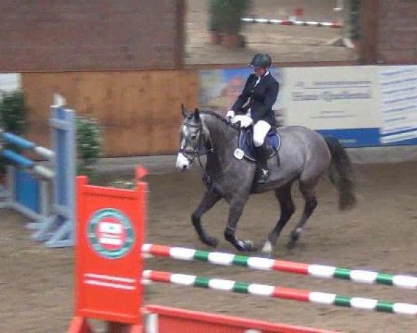 Springpferd Capt'n Cloud L (Holsteiner, 2008, von Clearway)