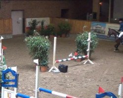 broodmare Zora Unia (Holsteiner, 2007, from Cristo)