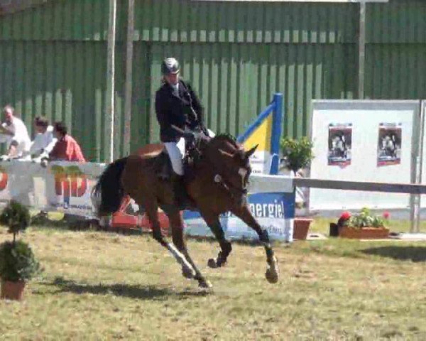 jumper Cosmo H (Holsteiner, 2008, from Catoki)