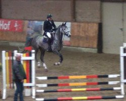 jumper Cascada K (Oldenburg, 2008, from Calido I)