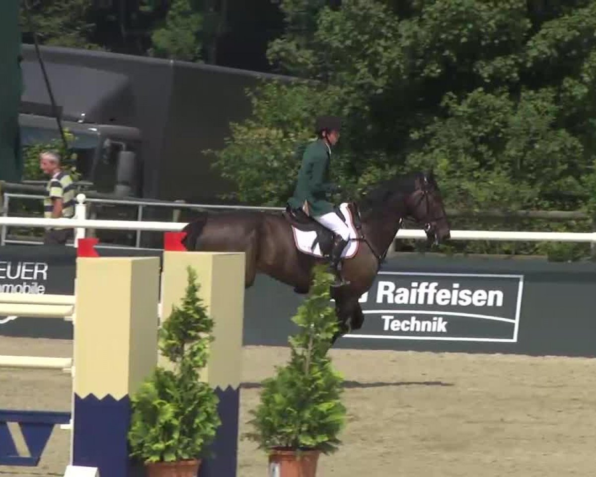 Springpferd Orbiting (Irish Sport Horse, 2004)