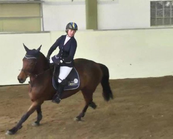 jumper Aimee 129 (Bavarian, 2007, from Amantus)
