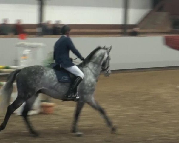 jumper Struwee Peter (Oldenburg show jumper, 2007, from Sir Shutterfly)
