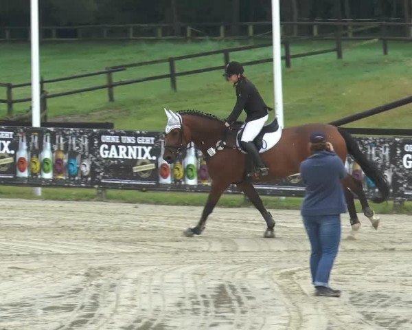 Springpferd Lover-Boy 8 (Oldenburger, 2008, von Lordanos)