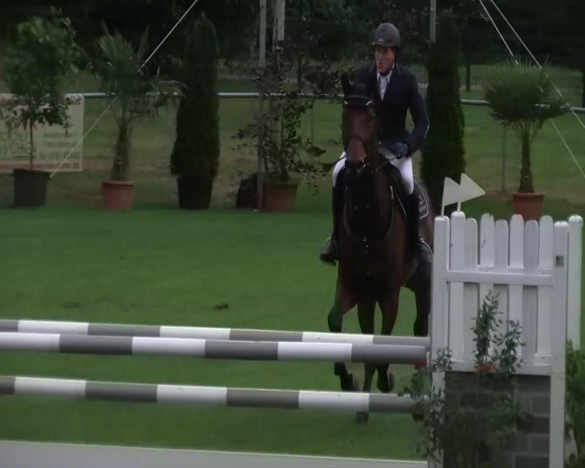 Springpferd Cristallo 17 (Holsteiner, 2008, von Cristo)