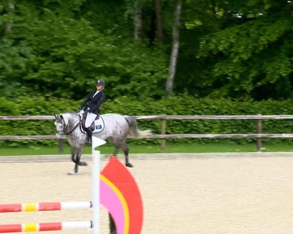 jumper Clinlex (Oldenburg show jumper, 2008, from Clinton H) jumper Clinlex (Oldenburg show jumper, 2008, from Clinton H)