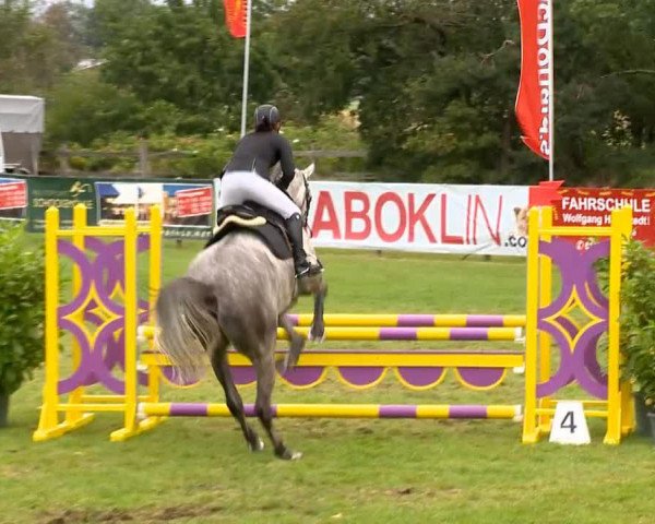 jumper Curtis WK (Oldenburg, 2008, from Capilano)
