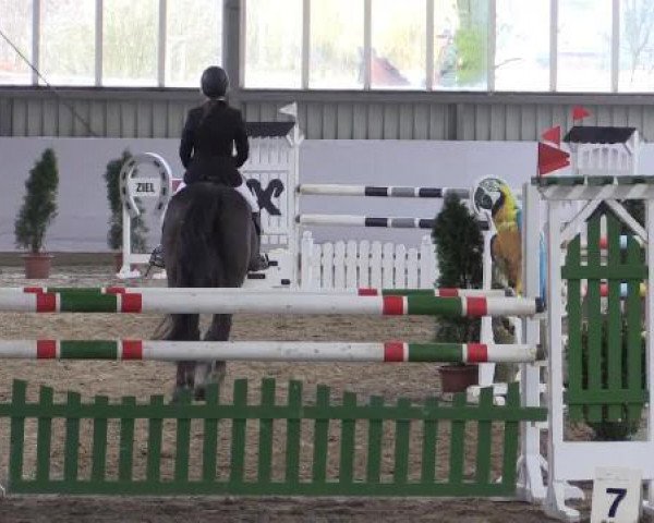 jumper Quinn 20 (Westphalian, 2008, from Quinta Real)