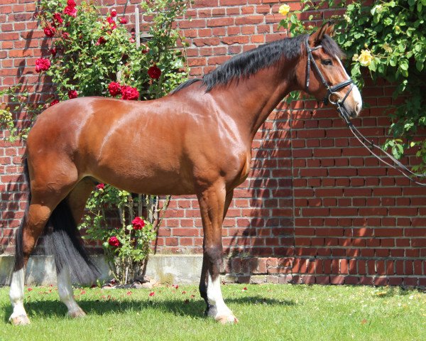 dressage horse Flovissimo (Westphalian, 2007, from Flovino)