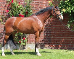 dressage horse Flovissimo (Westphalian, 2007, from Flovino)