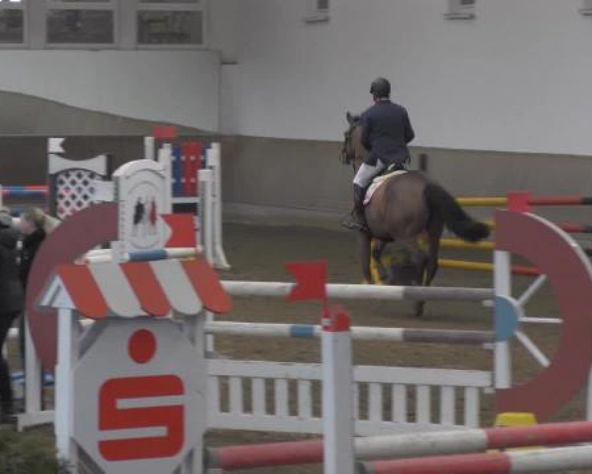 Springpferd Margot 8 (Holsteiner, 2009, von Quidam de Revel)