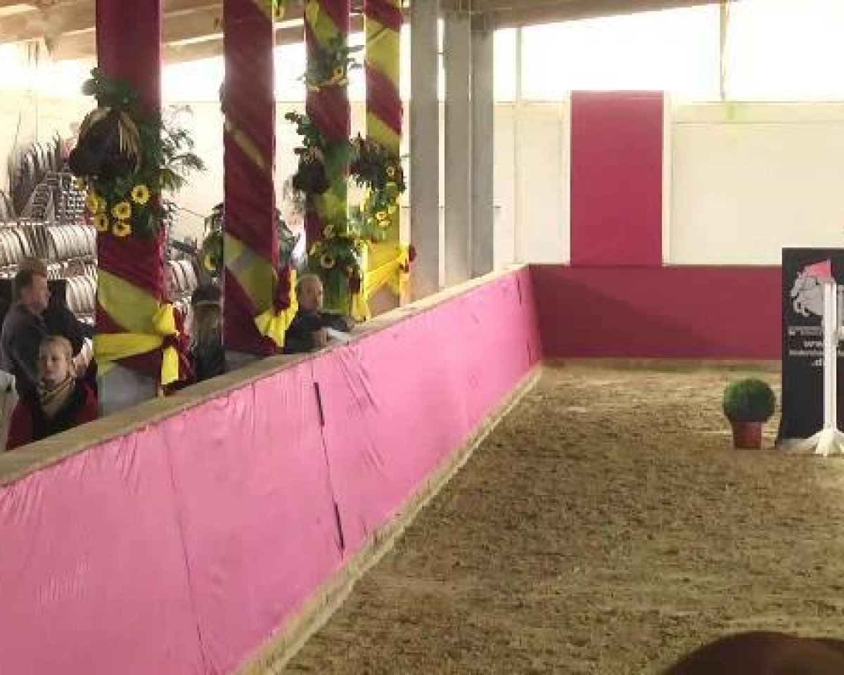 jumper Acolitos Candera (Hanoverian, 2008, from Acolito)