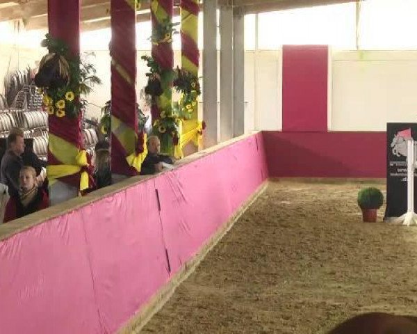 Springpferd Acolitos Candera (Hannoveraner, 2008, von Acolito)