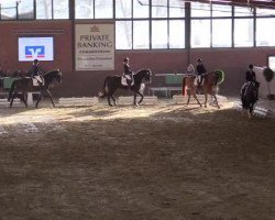Springpferd Sacramento (Hessisches Warmblut, 2008, von San Amour I)