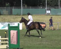 jumper Chique (KWPN (Royal Dutch Sporthorse), 2007)