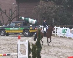 jumper Celesta 21 (KWPN (Royal Dutch Sporthorse), 2007, from Upgrade)