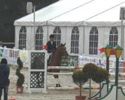 jumper Contador 31 (Holsteiner, 2007, from Numero Uno)