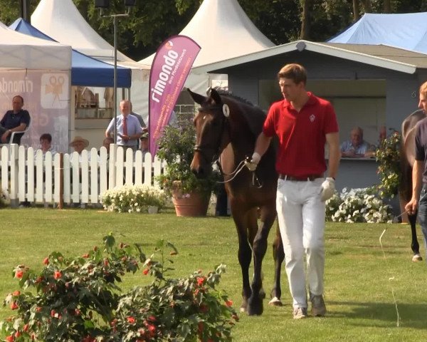 dressage horse Amore mio (Rhinelander, 2010, from Alvarino 2)