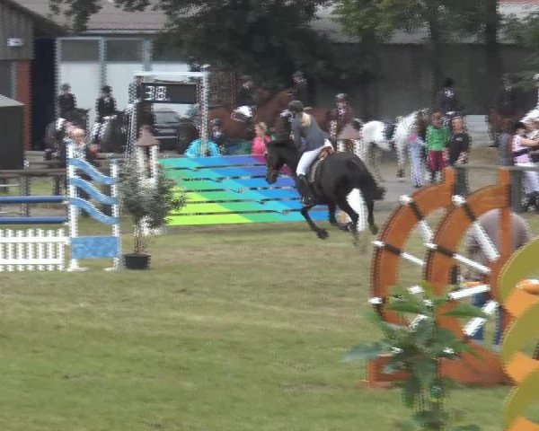 jumper Naomi 395 (Dutch Harness Horse/Tuigpaard, 2000, from Paris 1985 ShA)