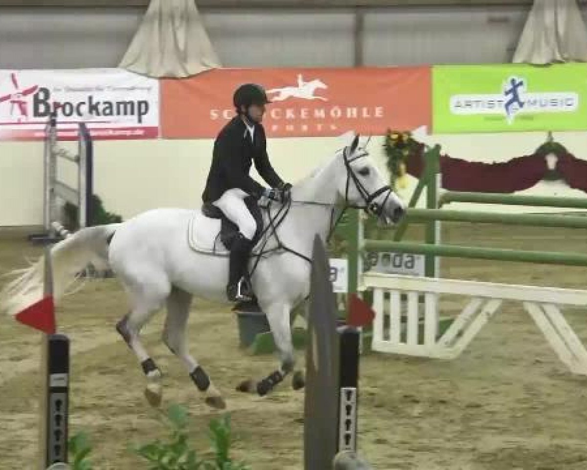 Springpferd Gorki F (Belgisches Warmblut, 2006, von VDL Cardento 933)