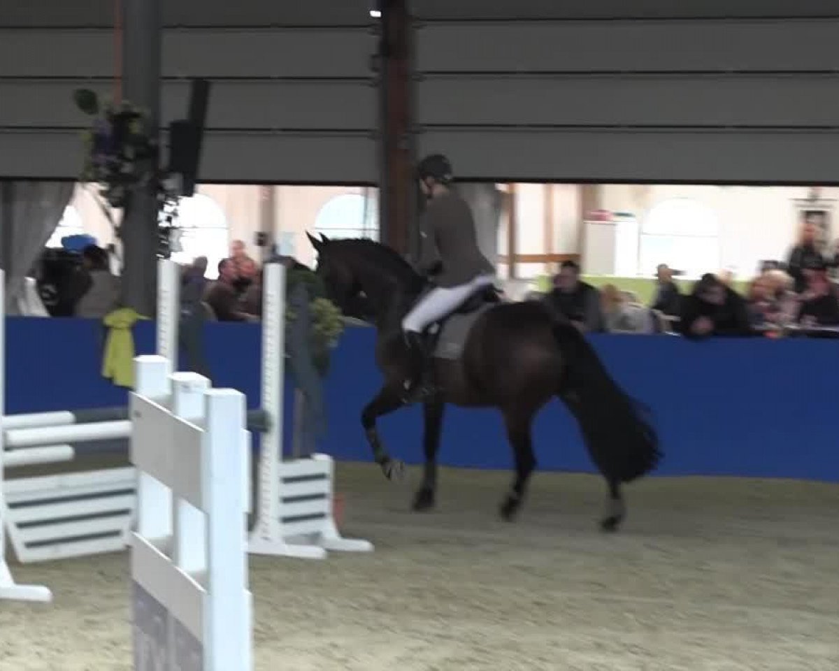 dressage horse Voltairin T (Oldenburg, 2005, from Voltaire)