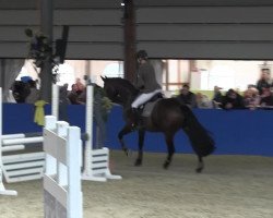 dressage horse Voltairin T (Oldenburg, 2005, from Voltaire)
