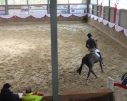 Pferd Ghandi van de Pikkerie (Belgisches Warmblut, 2006, von Franco Z)