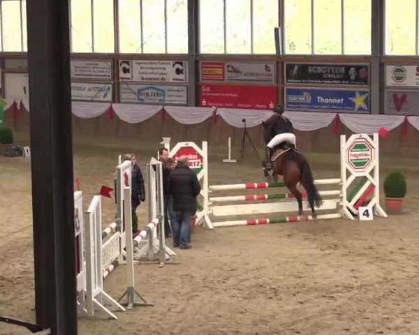 broodmare Pleasure 47 (German Riding Pony, 2005, from Woronesch)