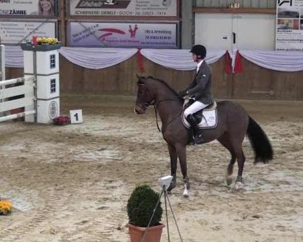 jumper Starbucks 8 (Hanoverian, 2007, from Stalypso)