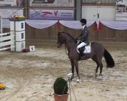 jumper Starbucks 8 (Hanoverian, 2007, from Stalypso)