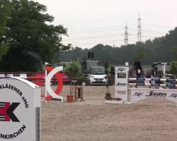 broodmare Coupe Soleil (Oldenburg, 2006, from Coupe de Coeur 2)