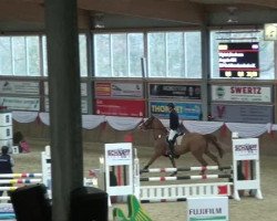 Koń skokowy Angelo 434 (Rheinländer, 2007, od Alex)