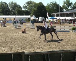 Springpferd Carlson 97 (Holsteiner, 2008, von VDL Cardento 933)