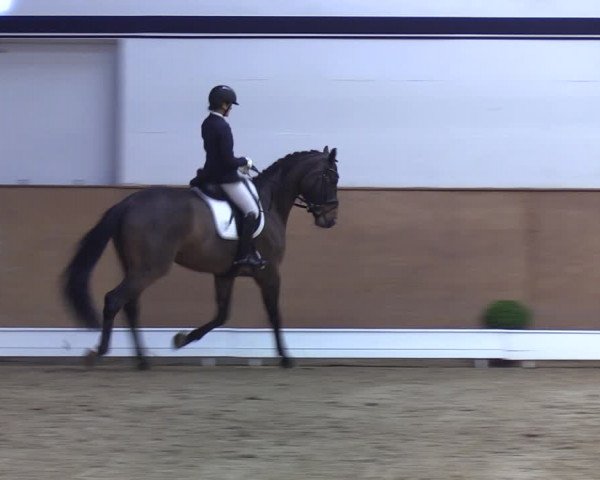 Reitturnier Elmshorn 2020