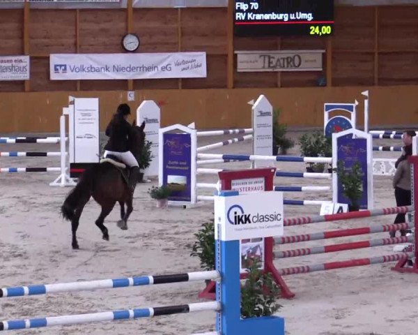 jumper Flip 70 (Belgian Warmblood, 1995, from Flipper d'Elle)